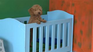 Evcil hayvan otelleriyle sahiplerinin gözü arkada kalmıyor