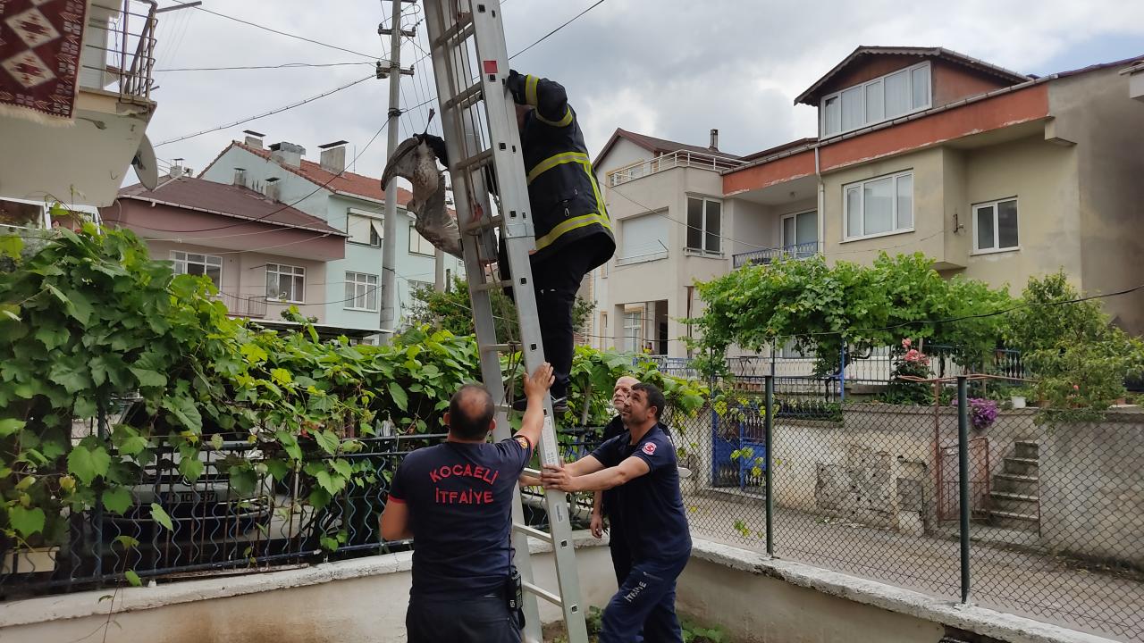 Kocaeli'de ayağı çatıya sıkışan martıyı itfaiye ekipleri kurtardı