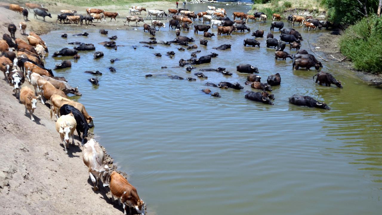 Muş'ta sıcaktan bunalan mandalar Karasu Nehri'nde serinletiliyor