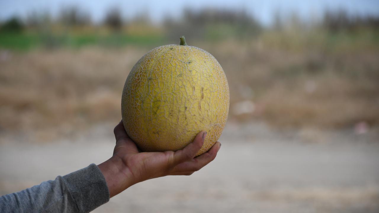 Adana'da kavun verimiyle üreticinin yüzünü güldürdü