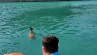 Yüzmekten yorgun düşen keçi kurtarıldı