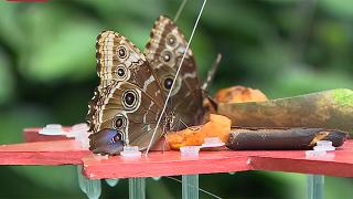 Avrupa'nın en büyük kelebek uçuş alanı: Konya Tropikal Kelebek Bahçesi