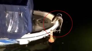 İstanbul'da su samurları görüntülendi