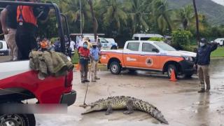 Meksika'da caddeye timsah indi