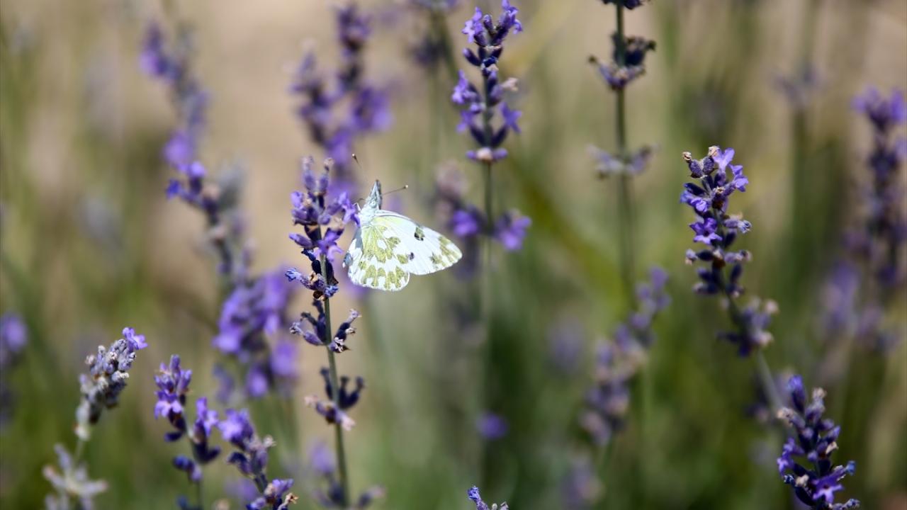 "Adana`nın geçmişinde tıbbi ve aromatik bitkilerle bağı var"