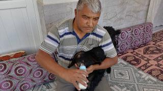 Engelli keçi yavrusuna bebek özeni