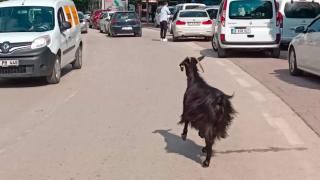 Kurbanlık keçi trafiği birbirine kattı