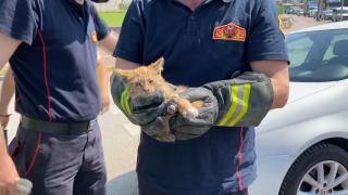 Yavru kedi sürücülerin dikkatiyle kurtarıldı
