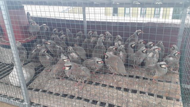 Konyada izinsiz keklik bulunduran kişiye 61 bin 390 lira ceza