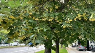 Üsküp'te ıhlamur zamanı