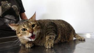 “Lokum” kedi diyetle 12 kiloya indi