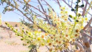 Umman'ın 'beyaz altını': Buhur ağaçları
