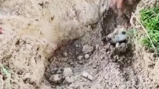 Toprağa gömülmüş köpekleri çocuklar kurtardı