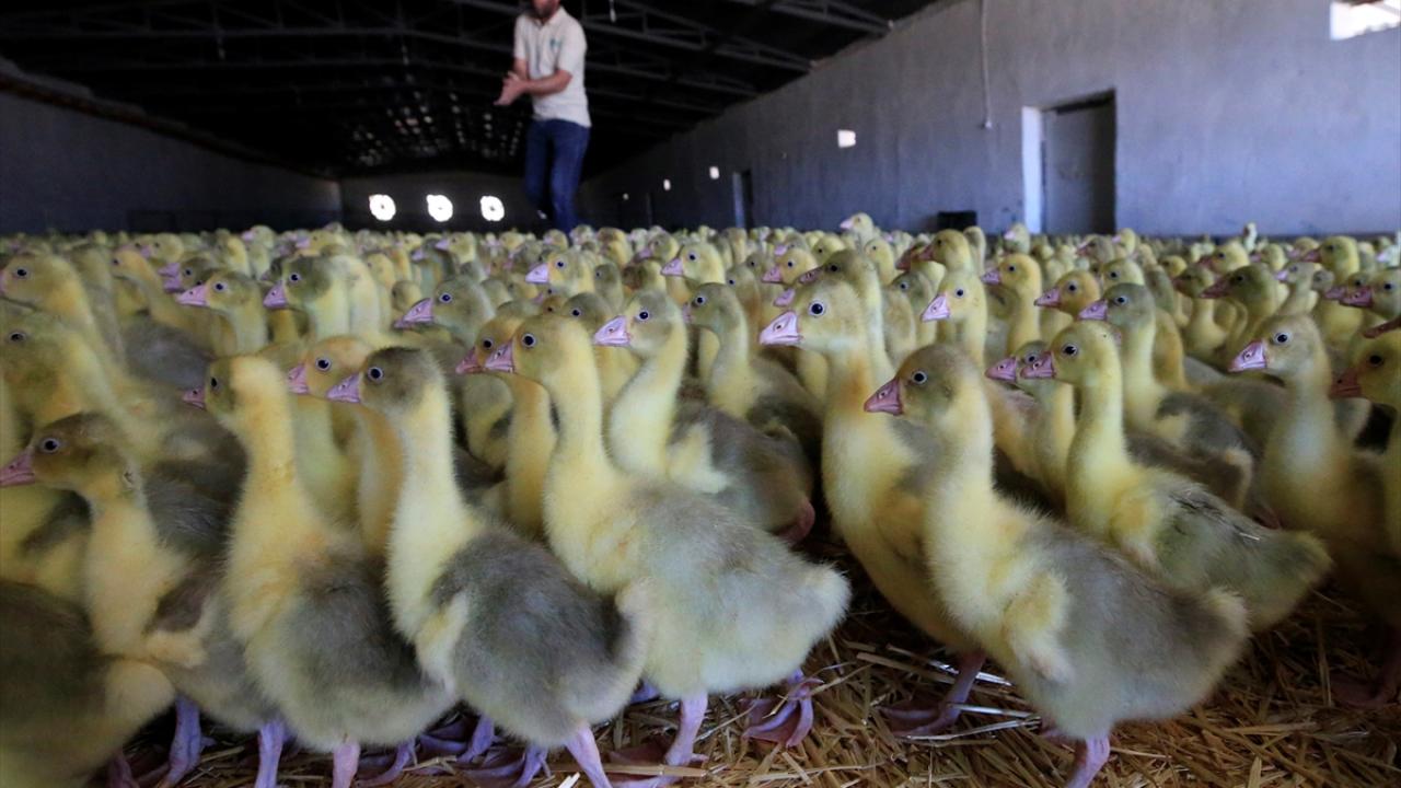 Yurt dışına ihracat hedefleniyor