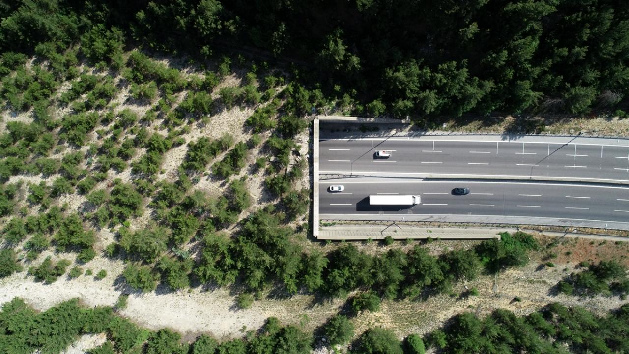 "Ekosistem köprüleri yaban hayatına önemli katkı sağlıyor"