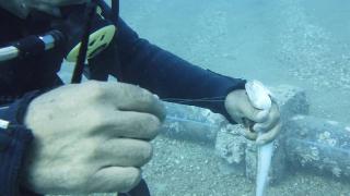 Antalya'da lokum balığı iğnelerden böyle kurtarıldı