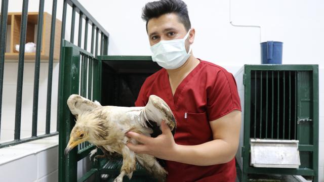 Elazığda yaralı bulunan akbaba tedavi altına alındı