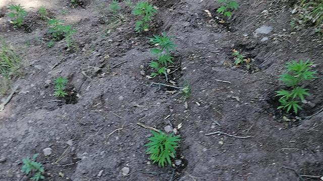 Ormanda ekili 297 kök Hint keneviri ele geçirildi