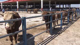 Bayram öncesi kurbanlıklar pazara indi