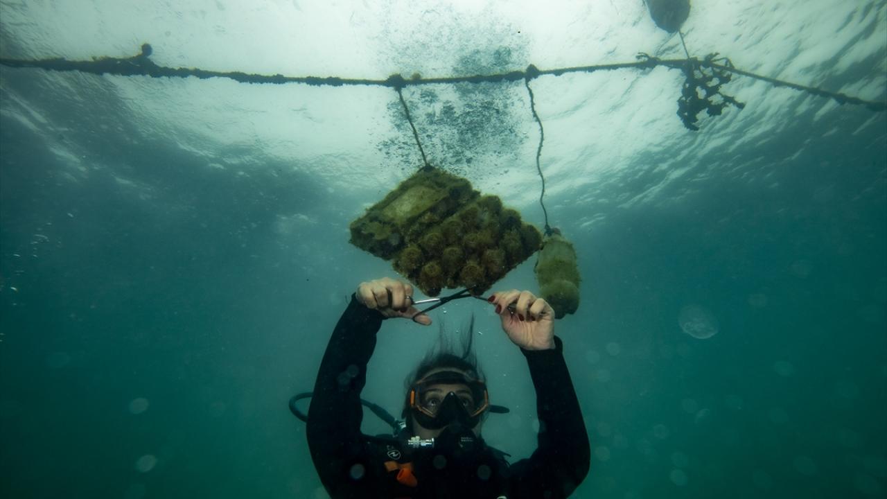 "Denize ne gönderirsek soframıza o geliyor"