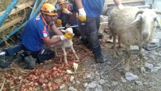Afyonkarahisar'da ahır çöktü: 150 hayvan göçük altında kaldı
