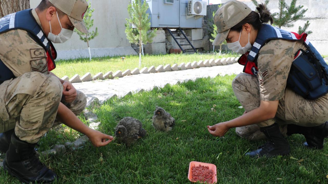 Kars'ta jandarma karakolunun bahçesine düşen 2 baykuş yavrusu korumaya alındı