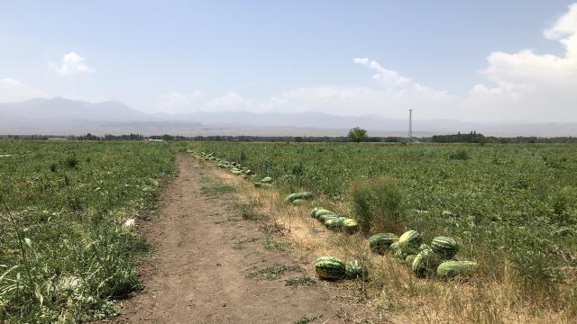 "Doğunun Çukurovası"nda karpuz hasadı başladı