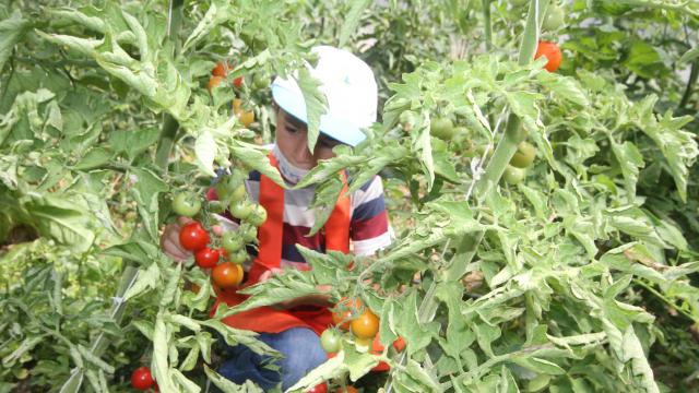 Minik eller, okul bahçesindeki serada ata tohumlarıyla tarım ürünleri yetiştiriyor