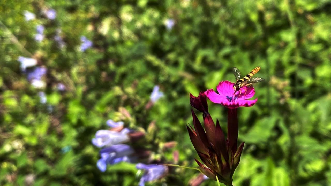 "30 milyon nüfus şelalemize 2,5 saat içerisinde ulaşabiliyor"