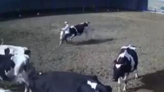 Boğanın saldırısına uğrayan çoban ölümden döndü