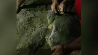 Caretta caretta boynuna dolanan iple sahile çıktı
