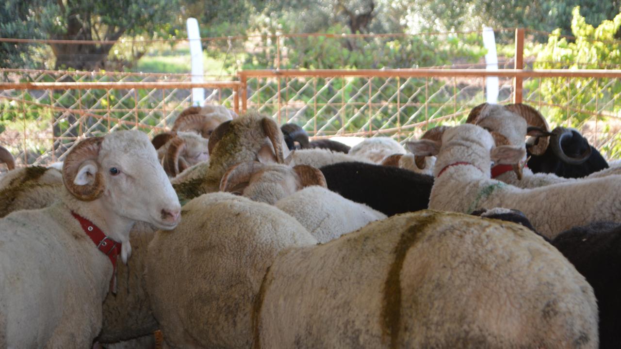 Ayvalık'ta kurbanlık küçükbaş hayvanlara kına yakılması geleneği sürüyor
