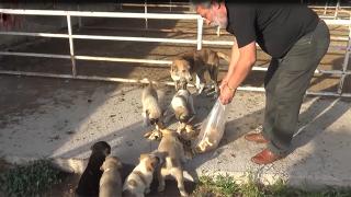 Sigarayı bıraktı, o parayla sokak hayvanlarını besliyor