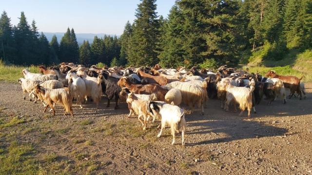 Kastamonuda kaybolan 150 keçiyi jandarma ve AFAD ekipleri bularak sahibine teslim etti