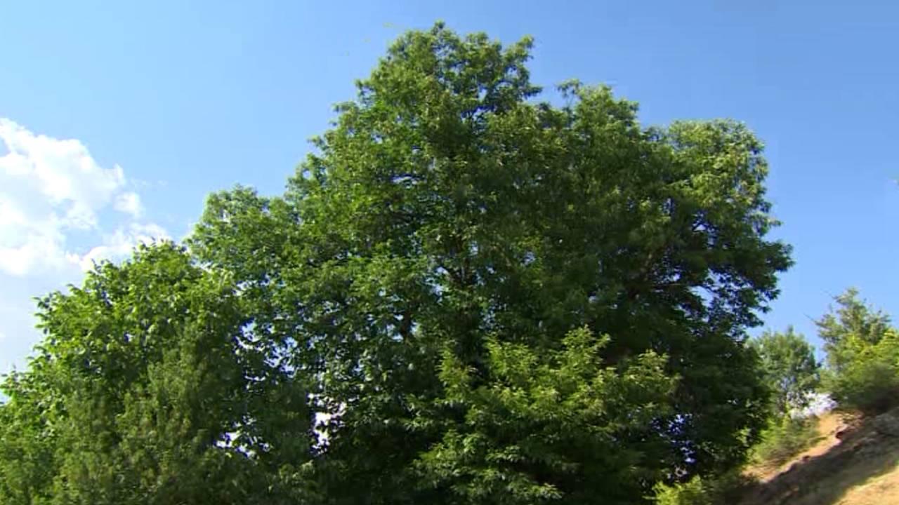 Diyarbakır’daki kestane ağacı asırlara meydan okuyor