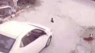 Göz göre göre yavru köpeği ezdi