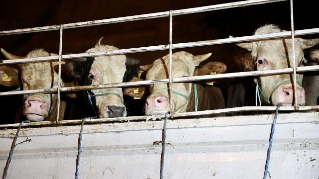 Doğu Anadoludan büyükşehirlere kurbanlık sevkiyatı