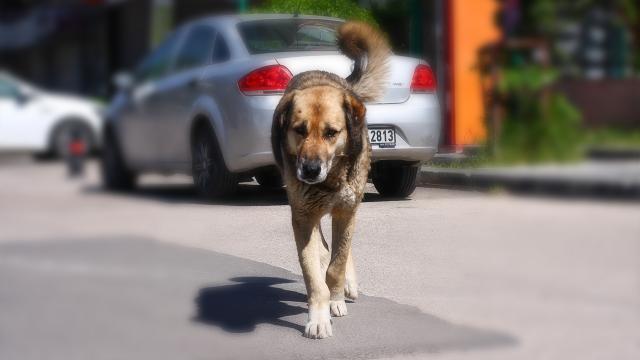 Aynı mahallede 2 köpek saldırısı daha