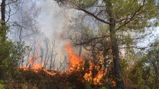 Manisa'da orman yangınları