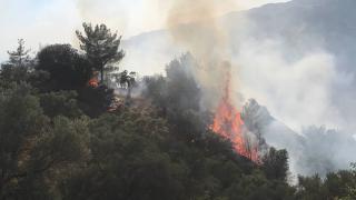 Aydın'da orman yangını