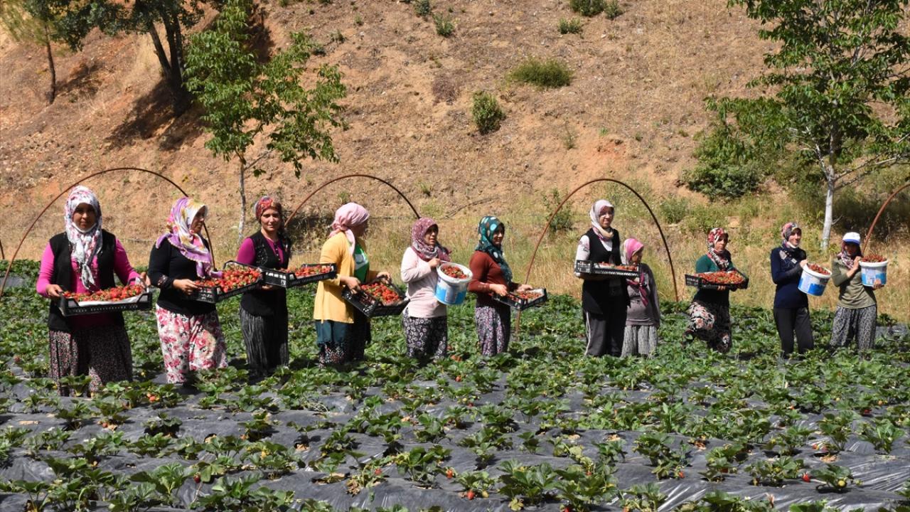 "9 dönümde başladığım çilek üretiminde kısa sürede 85 dönüme ulaştım"