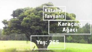 185 ağaç "anıt ağaç" olarak tescil edildi