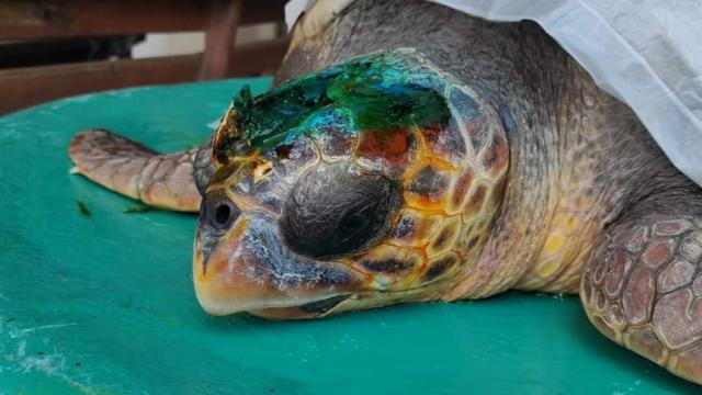 Çanakkalede yaralı caretta caretta tedaviye alındı