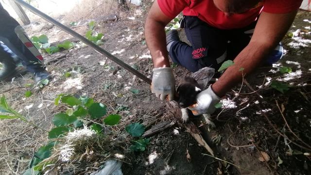 Erzincanda itfaiye ekipleri boş kuyuya düşen yavru köpekler için seferber oldu