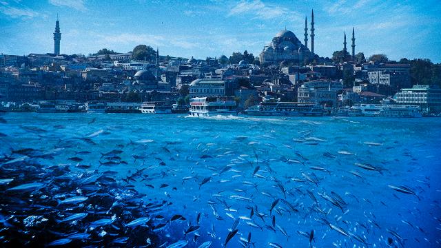 Bakan Kurum: Marmarada balık avı kısıtlaması getirilebilir