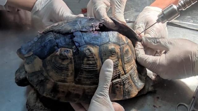 Uşakta kabuğu parçalanan kaplumbağa tedavi altına alındı