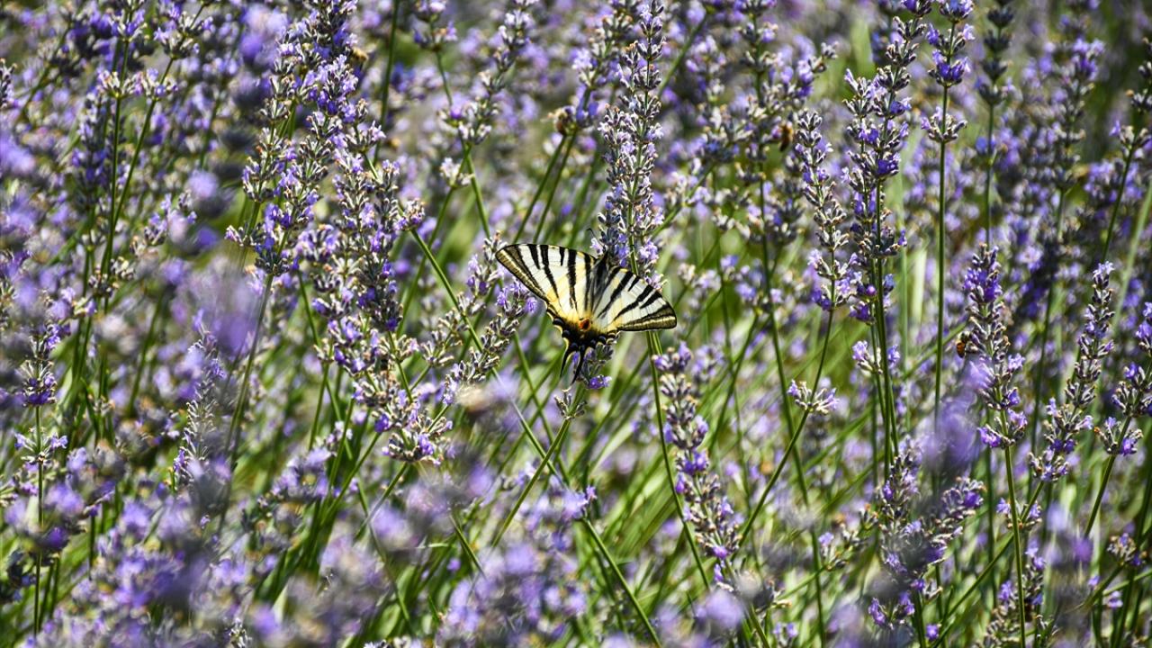 Mor bahçeler ziyaretçilerden ilgi görüyor