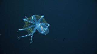Nadir rastlanan cam ahtapot, Pasifik Okyanusu'nda görüntülendi