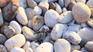 22 caretta caretta yavrusu denizle buluştu