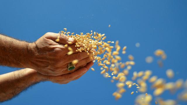 Güneydoğudan hububat ve bakliyat ihracatında artış
